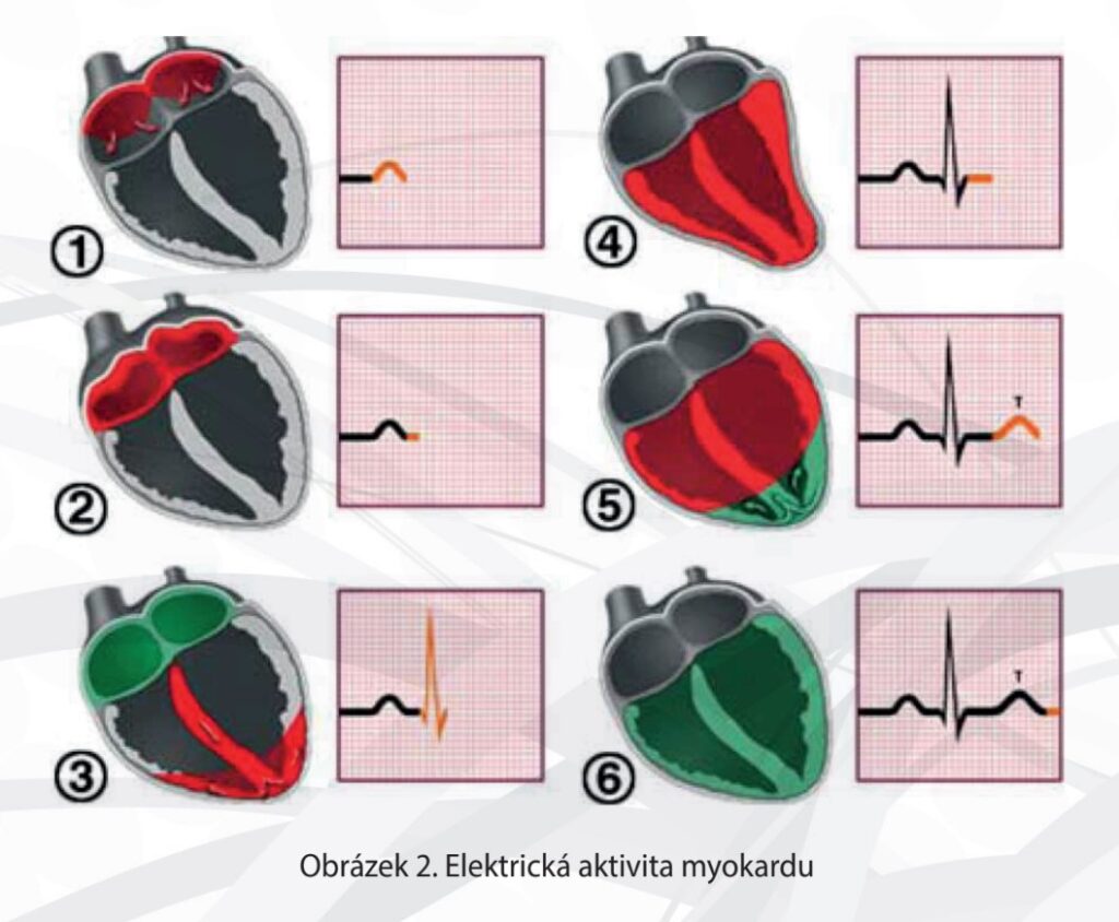 elektricka aktivita myokardu