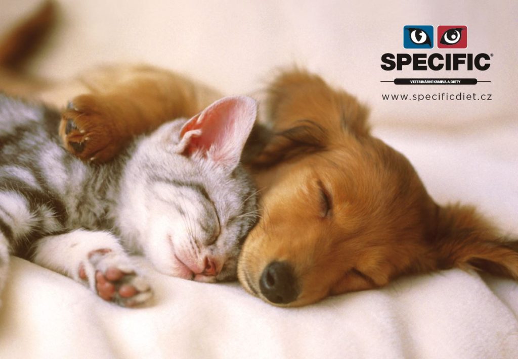 plakat specificdiet