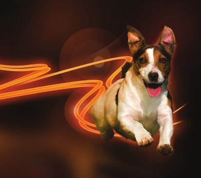 vetoryl dog1
