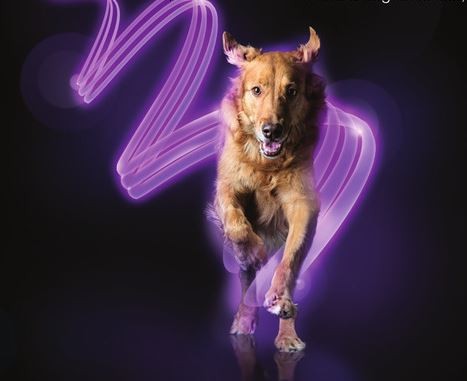 vetoryl dog2