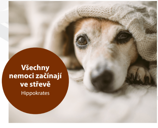 vsechny problemy zazivani zacinaji ve strave u psu